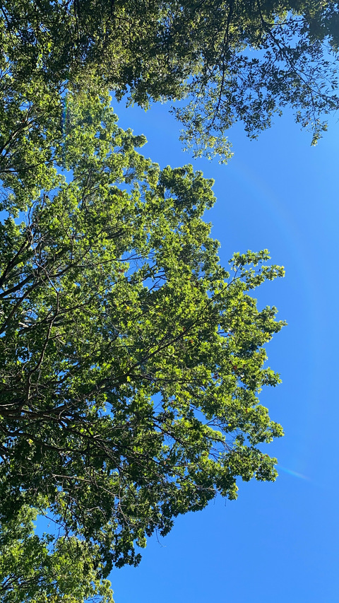 🦂 @polkadotowl cover picture