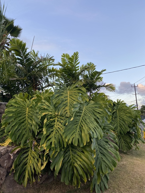 Poppy @poppy-y cover picture