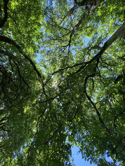 Blue @prettyindica cover picture