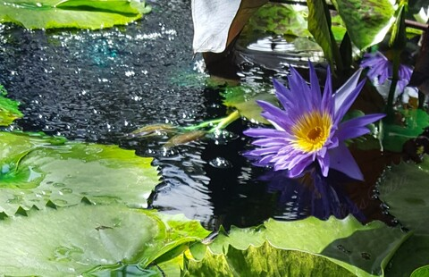 Velia Beth @princessveliab cover picture