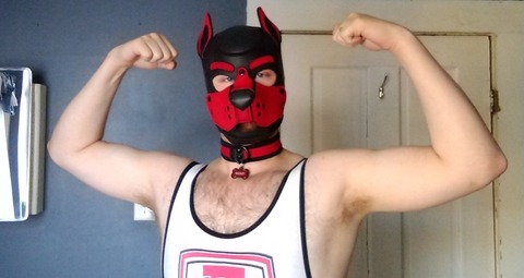 Pup_Scout @pup_scout cover picture