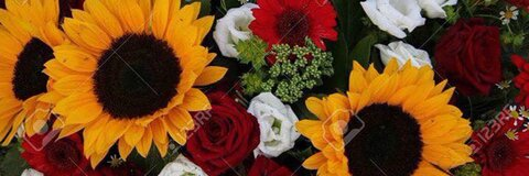 Isis @queenbeeisis cover picture