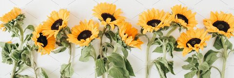 rachael bongivonni @r_bongivonni cover picture