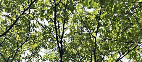 rafa @rafasantana cover picture