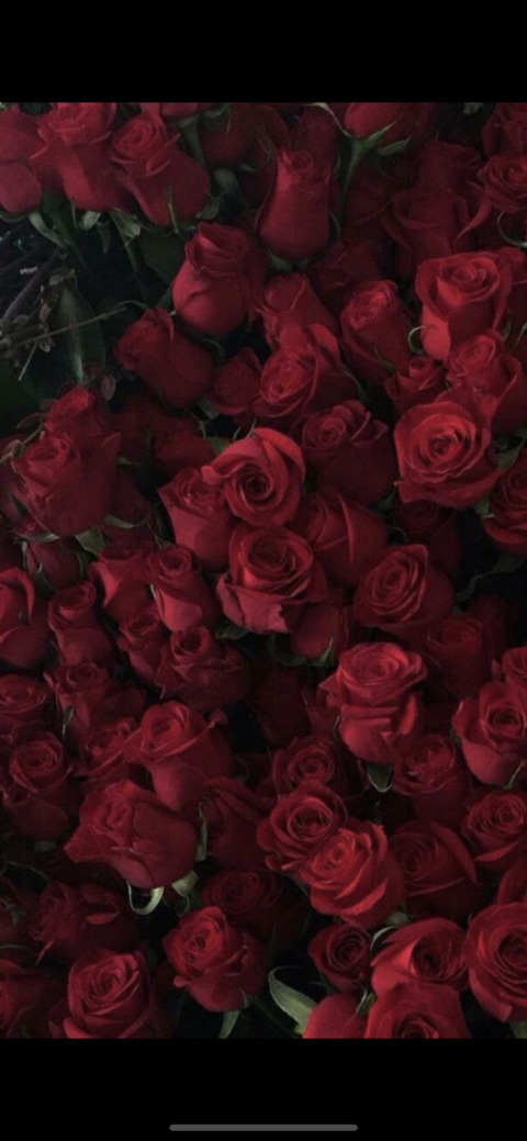 LauraRose🌹 @roselaura69 cover picture