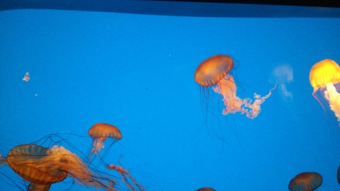 Rosie @rosiestoesiesxo cover picture