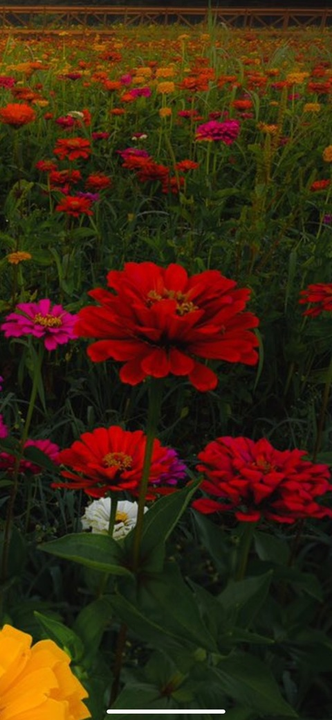 Saikyo @saikyo-ou cover picture