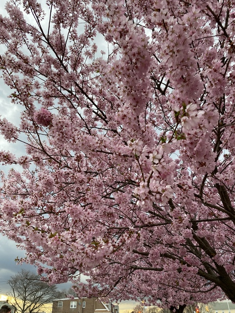 Anna May 🌸 @sailordarling cover picture