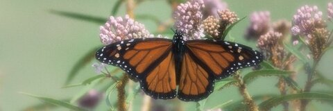 Violet @sapphicviolette cover picture