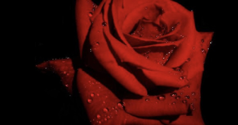 Scarlet Rose🌹 @scarlet_rose cover picture