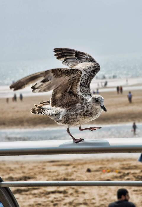 scarlett @scarlett cover picture