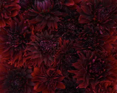 Scarlett Dahlia @scarlettdahlia cover picture