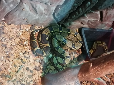 Sexygirlslo @sexygirlslo cover picture