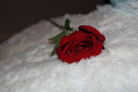 shadowshine @shadowshine cover picture