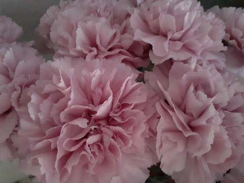 BLACKDIAMOND @skyya cover picture