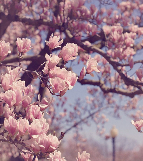 Aurora @sleeping-beauty cover picture