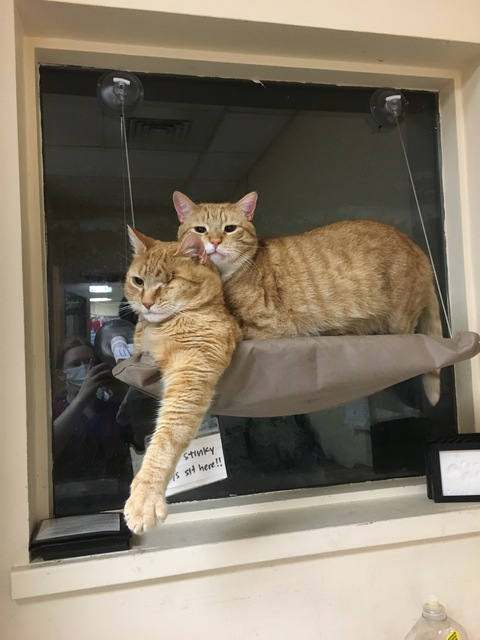 Destiny @slingshotmeow cover picture