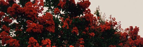 s t e (ri)p h 🌹 @slytherlncendio cover picture