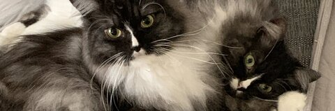 SOPHIE (ʘ‿ʘ✿) @snomster cover picture