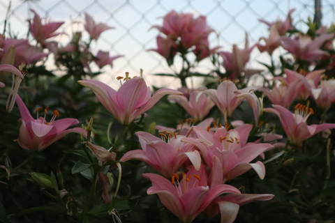 Stella @stella5392love cover picture