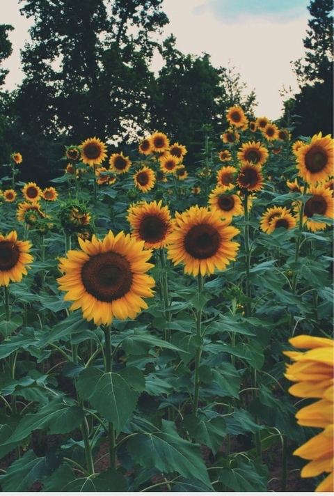 stella @stellaella8 cover picture