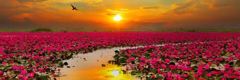 -:¦:- Selena -:¦:- @sthomisthebomb cover picture