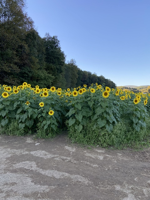 It’sahotgirlsummer @summertimesinfl cover picture