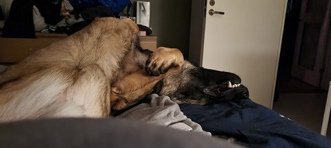 Christina K @swedishcorvid cover picture