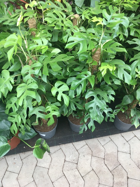 caroline @sweeetcarolinee cover picture