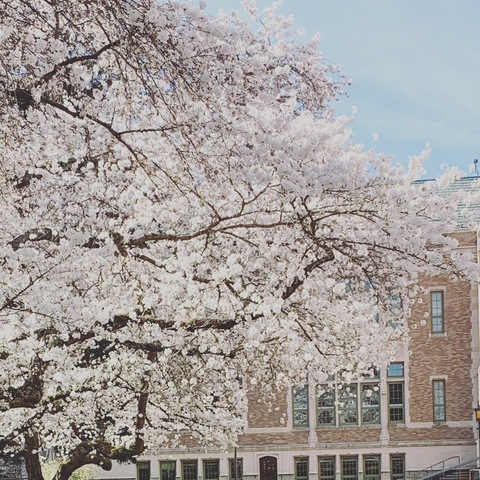 Cherry @sweetcheri cover picture