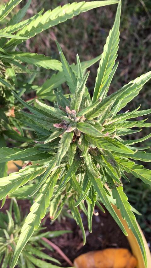 SweetestSin @sweetestsin cover picture