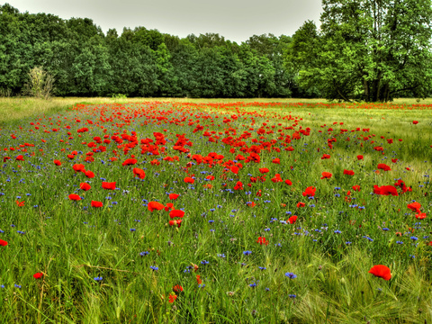 Lena @sweetlena cover picture