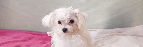 PAU 👡👑 @sweetprovocativ cover picture