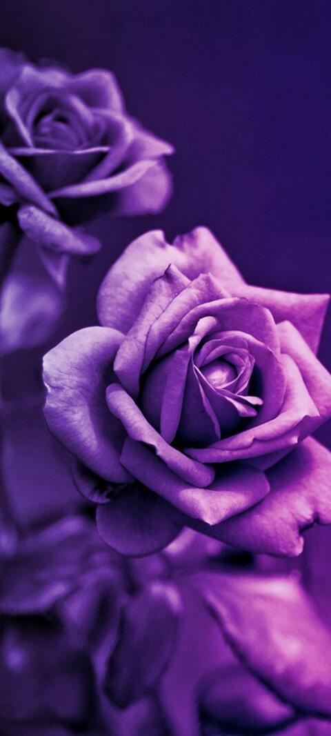 Sydney @sydvicious95 cover picture