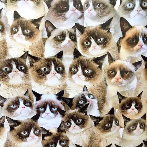 TacoCat @tacocat cover picture