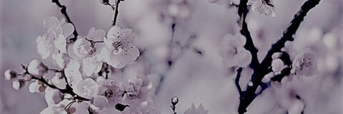 tallinn @tallinn cover picture