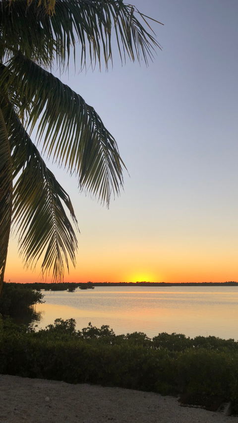 Sunny @tattedcurvy cover picture