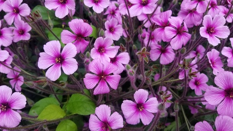 Telly+1 @tellyplusone cover picture