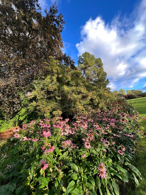 Lexi @thecutzies cover picture