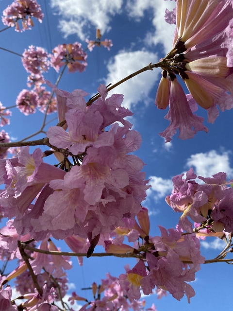 Tiaxa @tiaxabahbie cover picture