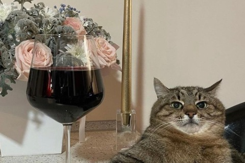 seebee @toostoned4u cover picture