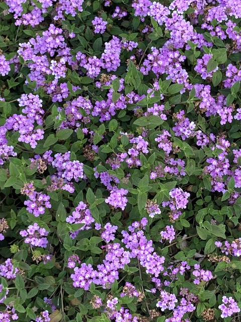 h @toothfae cover picture