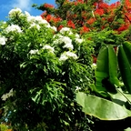 tropical_kay Profile Picture