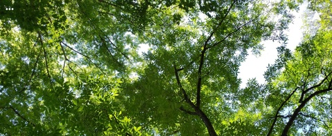 Rose Marie Jackson @tsrosemarie cover picture