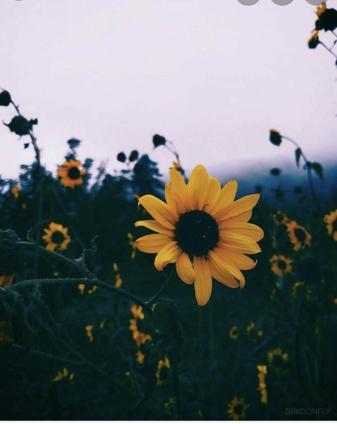 Candace @u136893625 cover picture