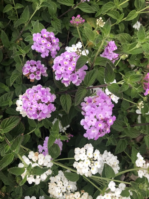 Stephanie @u149823281 cover picture