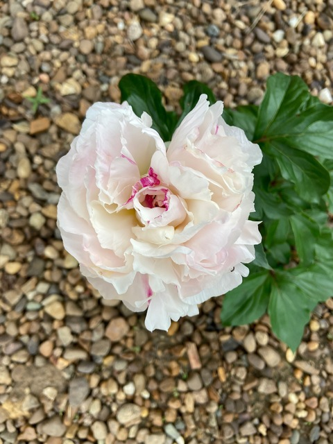 (•) only0livia (•) @u237834100 cover picture