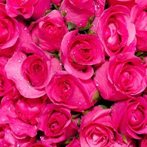 Ladybug @u274989765 cover picture