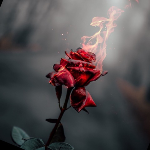 SugarBabyBlue @u35277209 cover picture