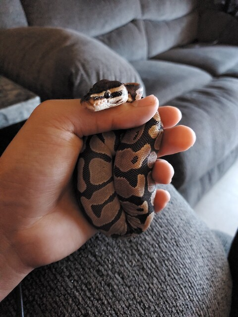 Memyselfni @u46676819 cover picture